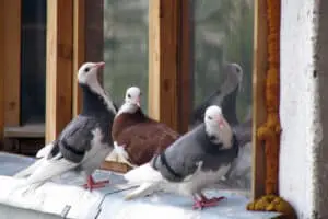 Shoo, Bird, Shoo!