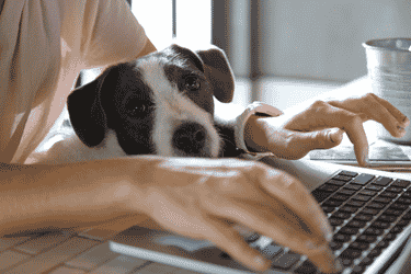 PTrying to work from home with a dog on your lap and draped  over computer.