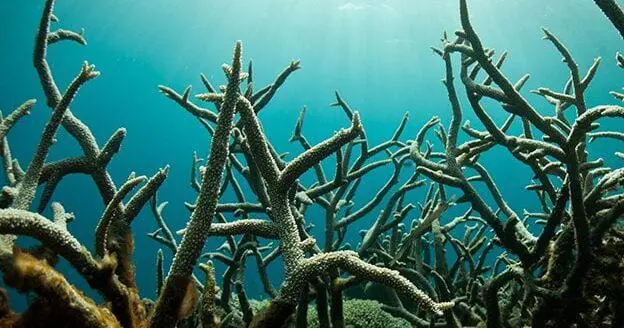 Ocean Acidification