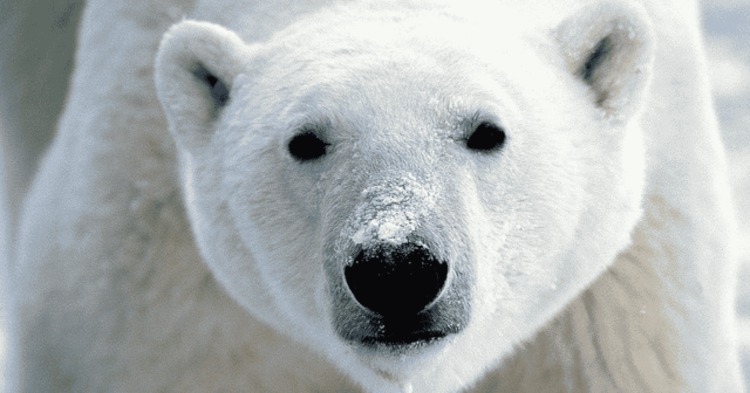 Operation Polar Eye