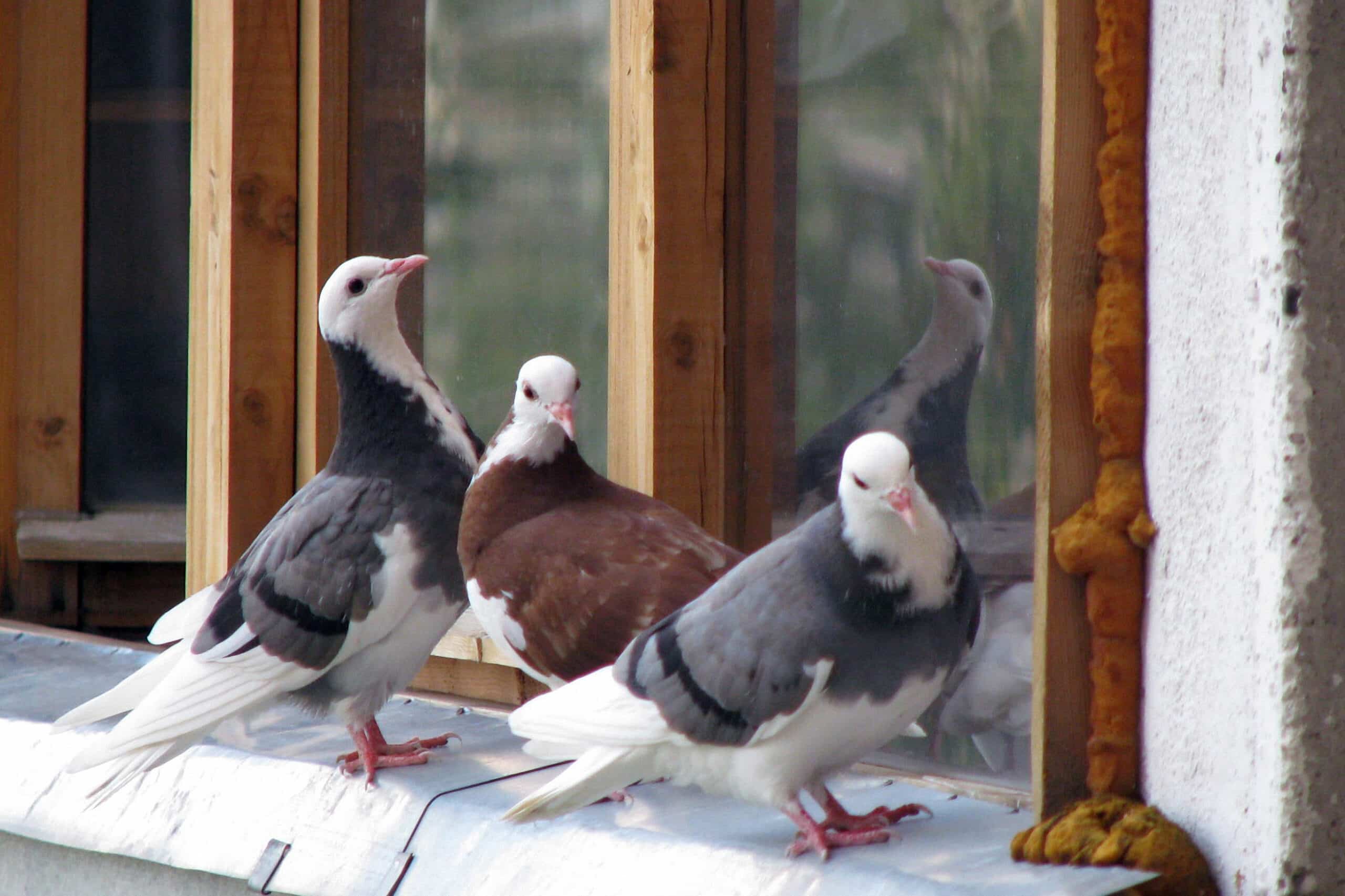 Purebred pigeons sit on the windowsill. White and brown beautiful doves flew to the balcony.