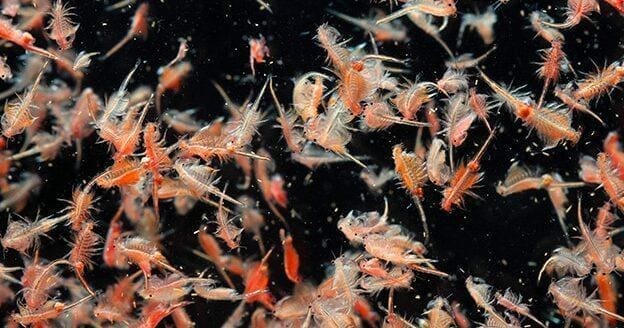 Build a Plankton Net